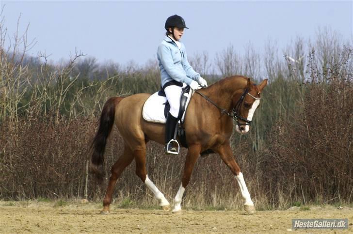 Hollandsk Sportspony Karimh  - Forår 2008 billede 19