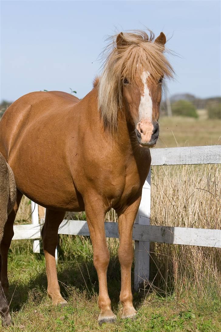 Islænder Daggarperla fra Steinum - her er jeg så, sommer 07 billede 8