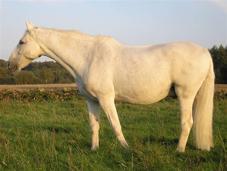 Tysk Varmblod konto   † - Billedet taget d. 25 sept. 2007.  Dagen efter blev han til en stjerne på himlen. billede 12