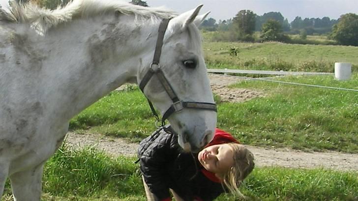 Hollandsk Sportspony Casino Roskildes Chess - Velkommen til Chess´ profil, nyd synet! billede 1