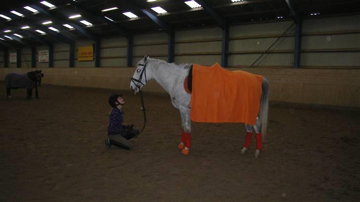 Hollandsk Sportspony Casino Roskildes Chess - Den orange pony rækker tunge xD billede 3
