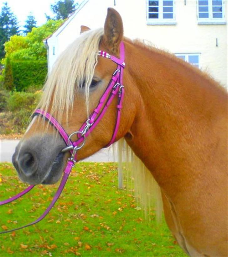 Haflinger Santana - Min pony-dreng <3 billede 1