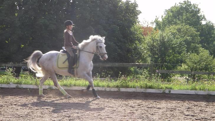 Hollandsk Sportspony Casino Roskildes Chess - Chess og jeg galoperer kort tid efter at jeg havde fået part på ham:D billede 5