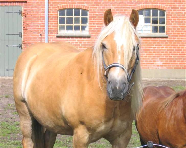 Haflinger Santana - Min dejlige Baby billede 3