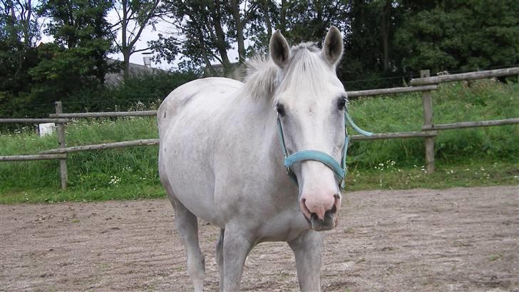 Hollandsk Sportspony Casino Roskildes Chess - Den smukke på jordfold billede 6