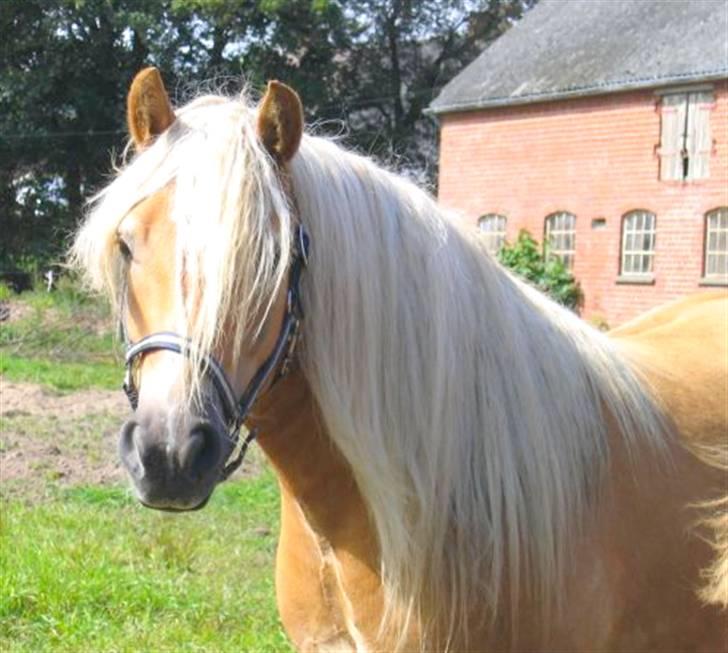 Haflinger Santana - Billedet jeg faldt for <3 billede 5