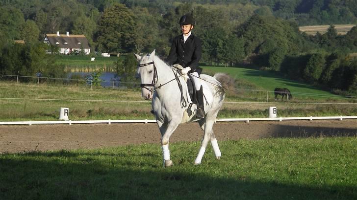 Hollandsk Sportspony Casino Roskildes Chess - Chess og jeg venter på at komme på banen, ved vores første stævne sammen:) billede 9