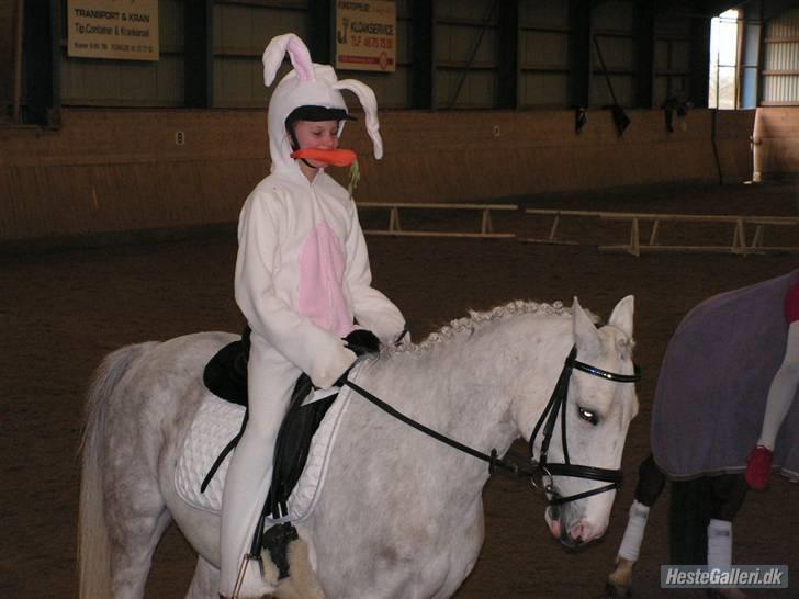 Hollandsk Sportspony Casino Roskildes Chess - Ved fastelavsstævnet, hvor vi fik en 2. plads for ridt og kostume:) billede 10