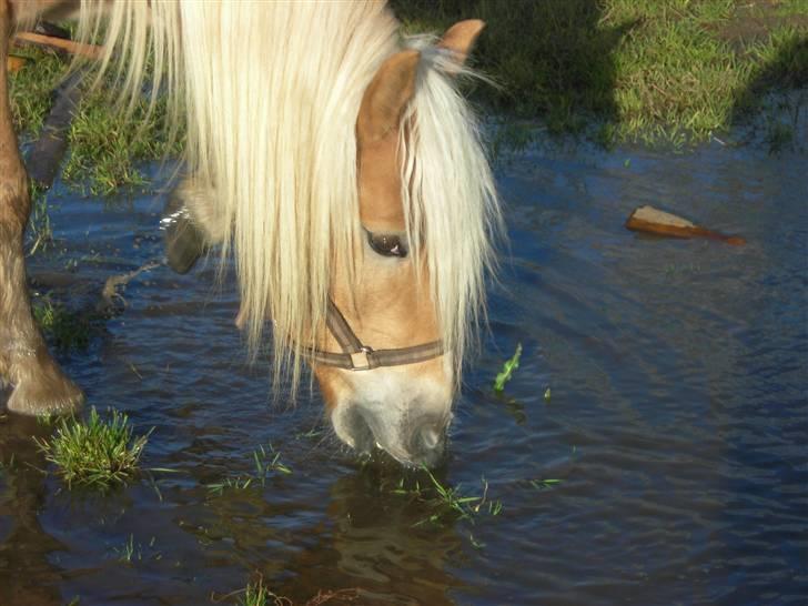 Haflinger Santana - Ska lige ha lidt at drikke.. billede 7