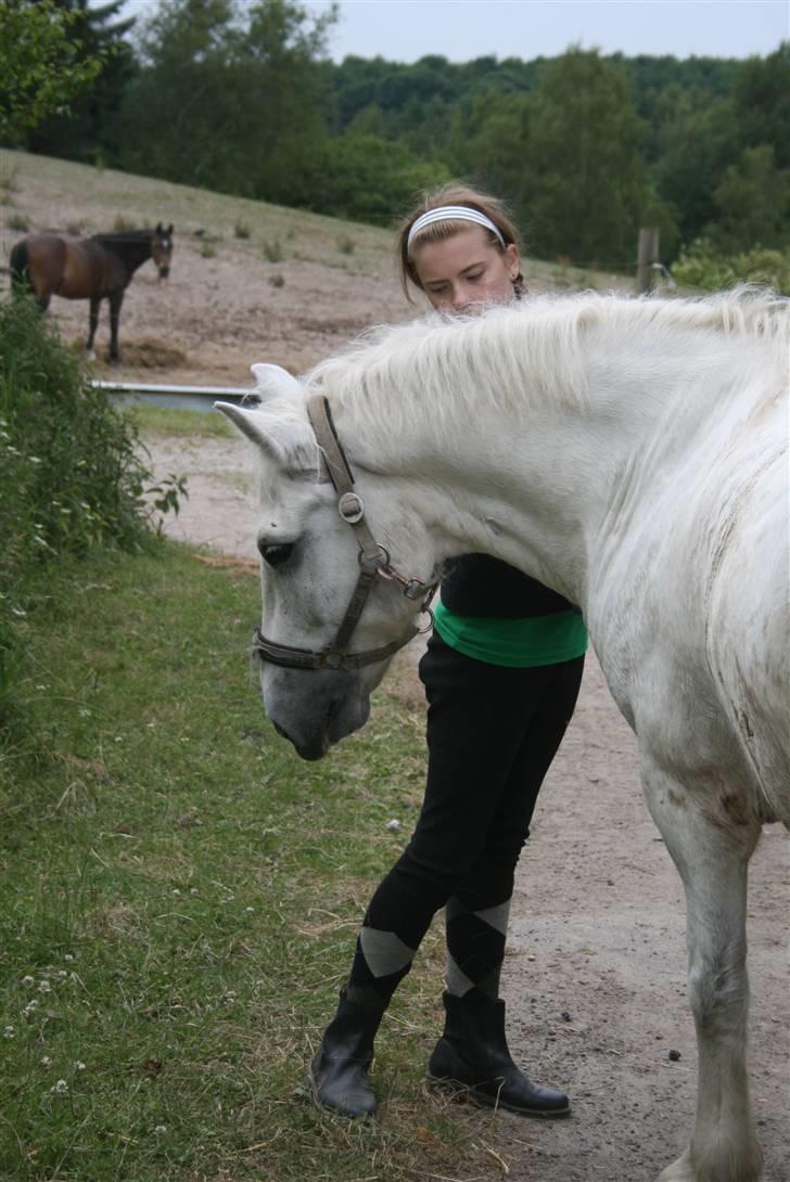 Welsh Cob (sec D) Hugo <3 fortid * -  på vej op til Folden Fotograf : Sophie + chuppi billede 18