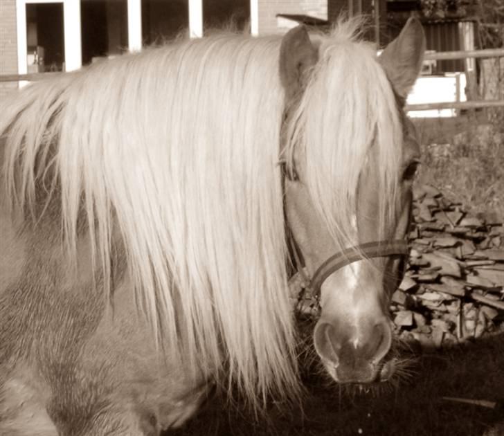 Haflinger Santana - Jeg kan slet ikke stå for det fjæs :D billede 8