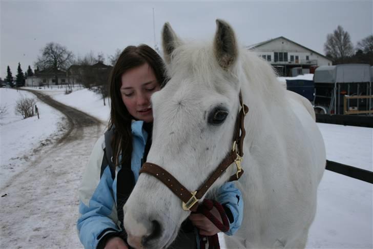 Welsh Cob (sec D) Hugo <3 fortid * - **NYT** de to vigtigeste venner i mit liv!<3 foto . Mig (: billede 19