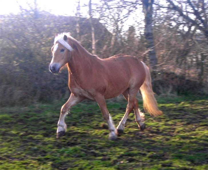 Haflinger Santana billede 11