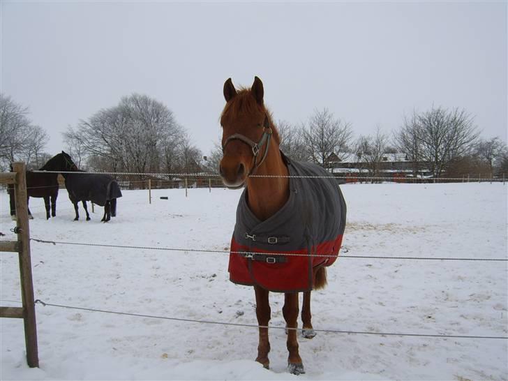 Anden særlig race Bounty <3 - Jeg vil ind  siger Bounty! :) billede 3