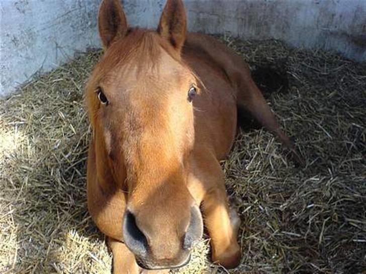 Anden særlig race Bounty <3 - Goodmoorgen chef xb billede 4