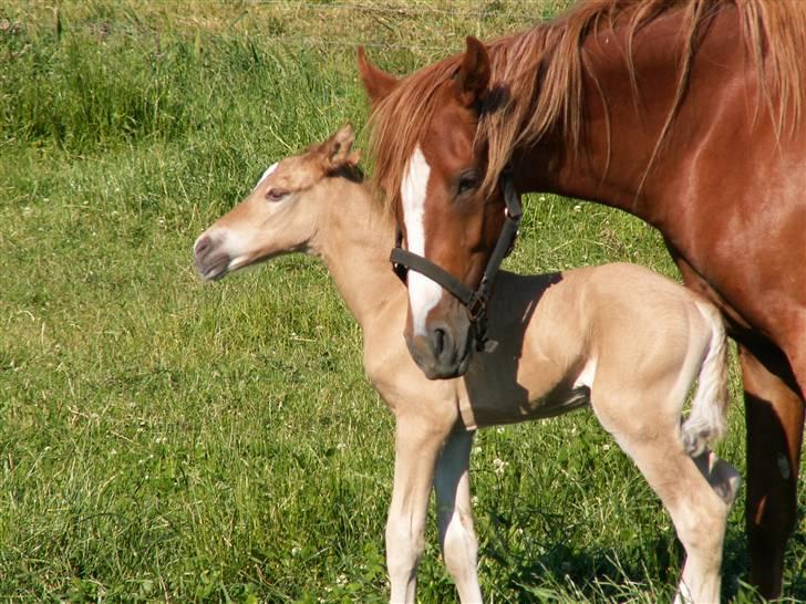 Welsh Partbred (Sec F) Gratia B - Se hvor stolt Gratia er af sin lille søn Duracell billede 8