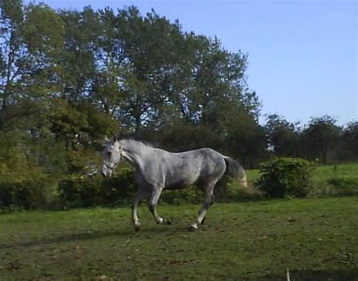 Lipizzaner Farvory Figuras - Det der.... det en smuk hest! billede 1
