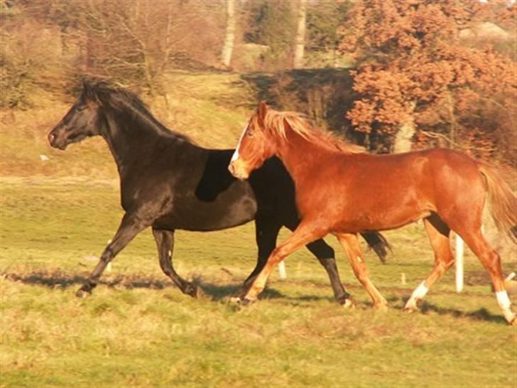 Welsh Partbred (Sec F) Gratia B - Gratia 1½ år gammel - sikke en skulderfrihed. billede 9