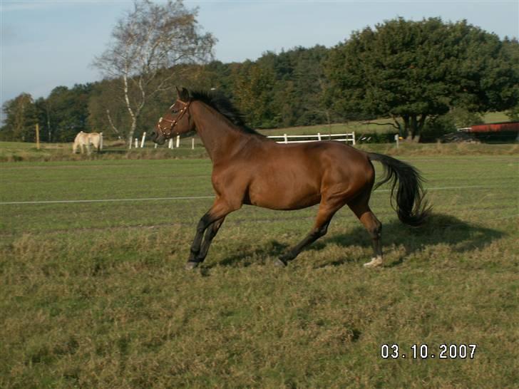 Dansk Varmblod Dragehøjs Sabrine (Min<3) billede 15