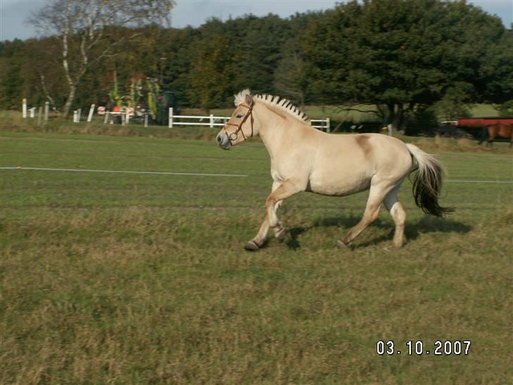 Fjordhest Tulle (Min<3) billede 16