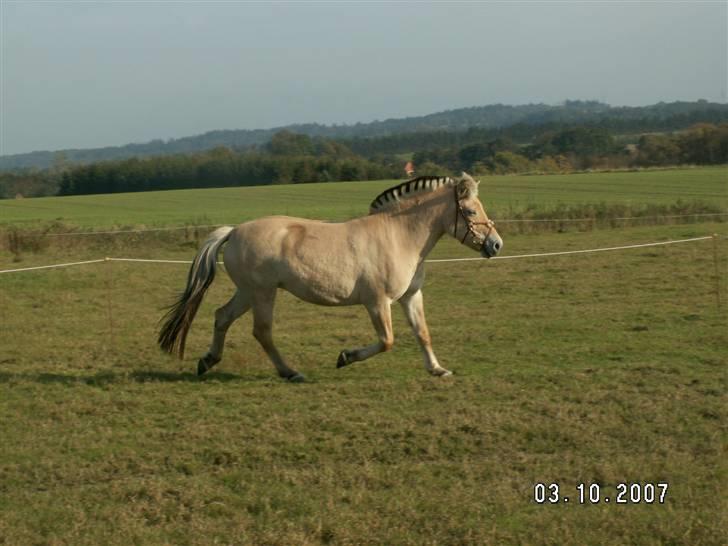Fjordhest Tulle (Min<3) billede 17
