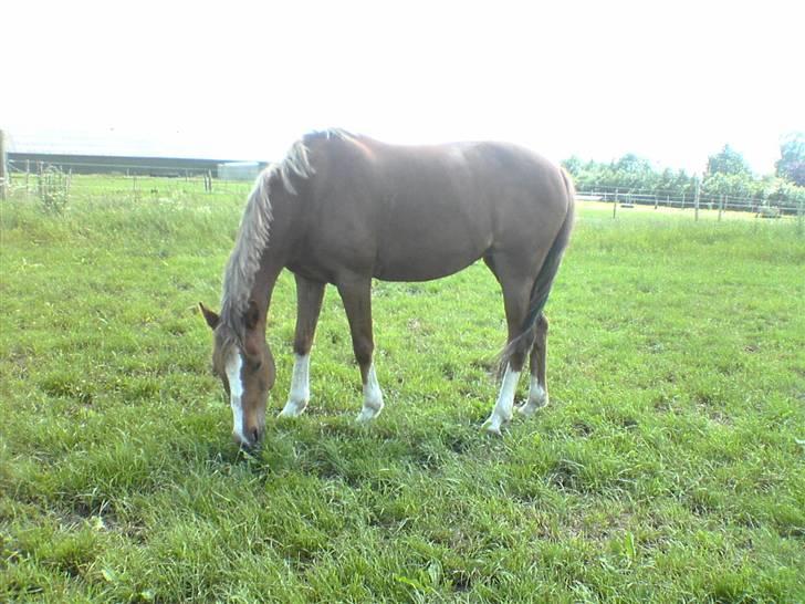 Hollandsk Sportspony Blocklands Hoeves Inge. - Velkommen til Rosa´s profil<3 billede 1