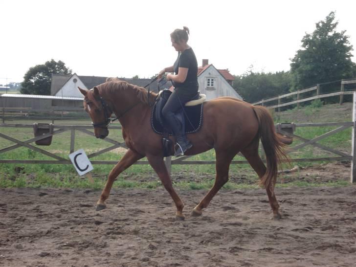 Dansk Varmblod Dixie Nelly SOLGT - min mor forsøger at ride dressur... billede 1