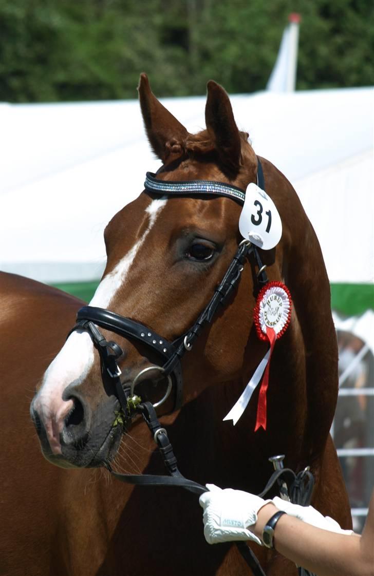 Dansk Varmblod Miss Dior SRDH - Miss Dior  billede 1