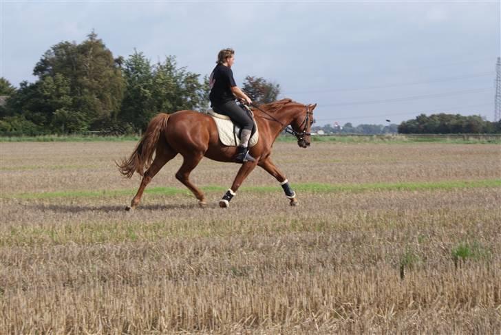 Dansk Varmblod Dixie Nelly SOLGT billede 5