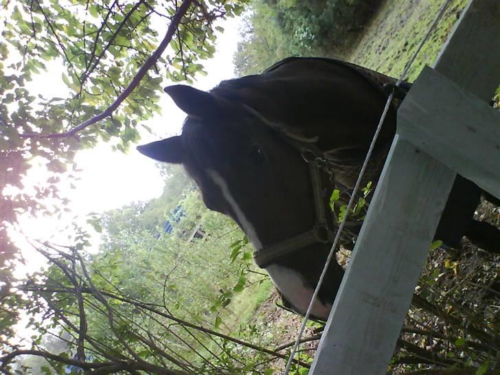 DSP Atlanta (DØD) R.I.P - dejlig dag på fold (: Foto : Mig , billede 8