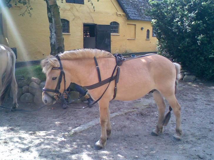 Anden særlig race  Pelle Joey - Her er min lille kørehest.... Han er så smuk billede 15