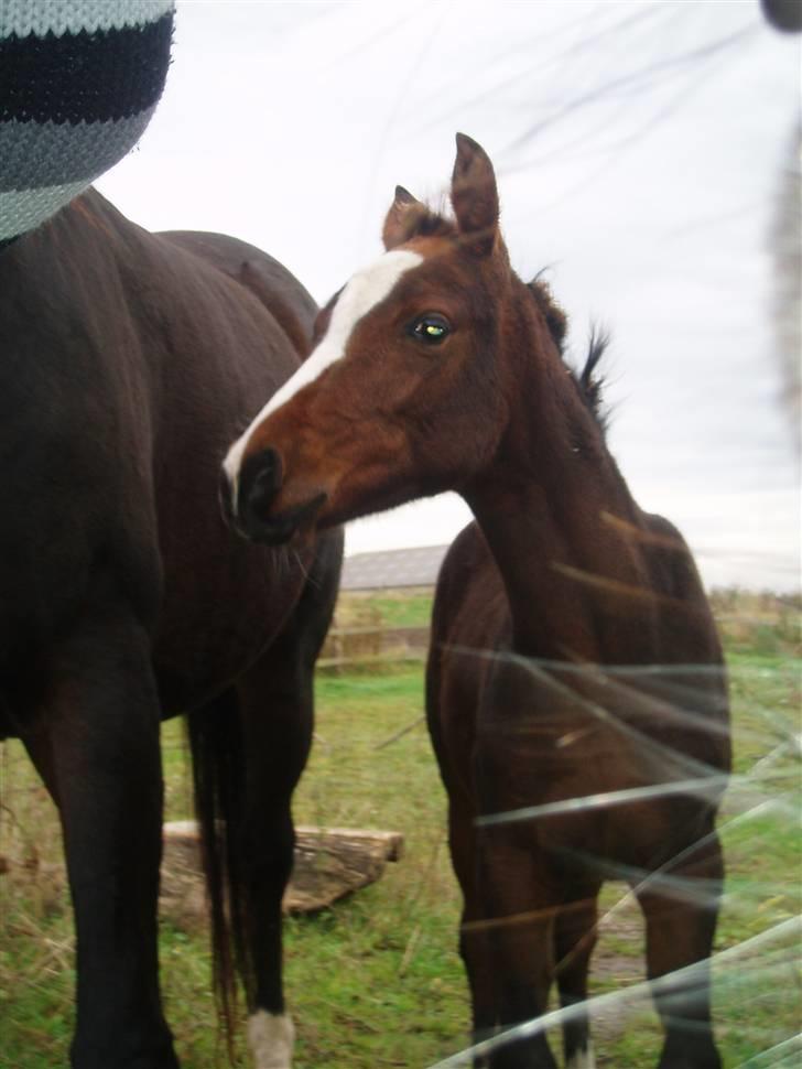 Anden særlig race Saam-a-li's surprise*DØD* billede 11