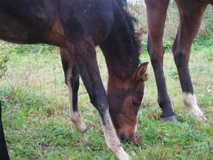Anden særlig race Saam-a-li's surprise*DØD* billede 12