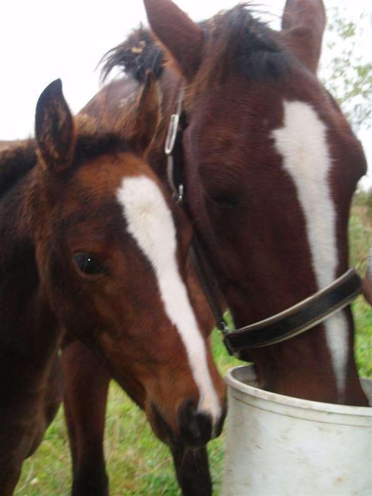 Anden særlig race Saam-a-li's surprise*DØD* billede 13