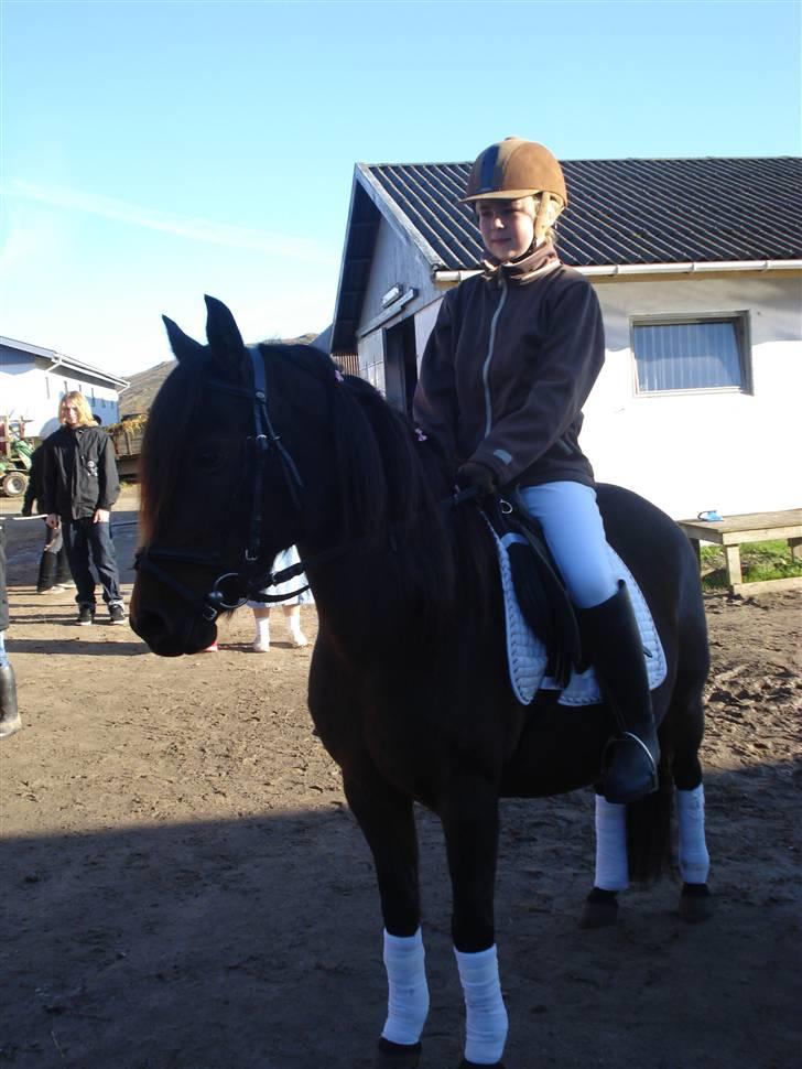 Anden særlig race Selina  - solgt - - så nu er den store dag kommet mie og selina til stævne, de skal snart ind. billede 11