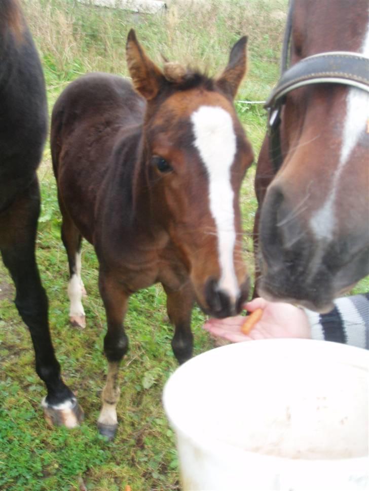 Anden særlig race Saam-a-li's surprise*DØD* billede 14