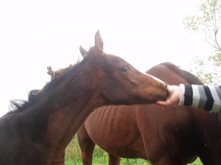 Anden særlig race Saam-a-li's surprise*DØD* billede 15