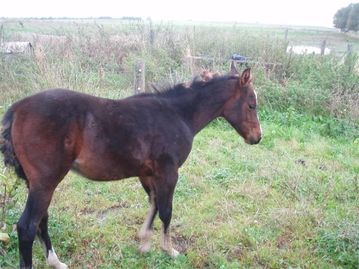 Anden særlig race Saam-a-li's surprise*DØD* billede 16