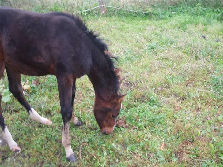 Anden særlig race Saam-a-li's surprise*DØD* billede 17