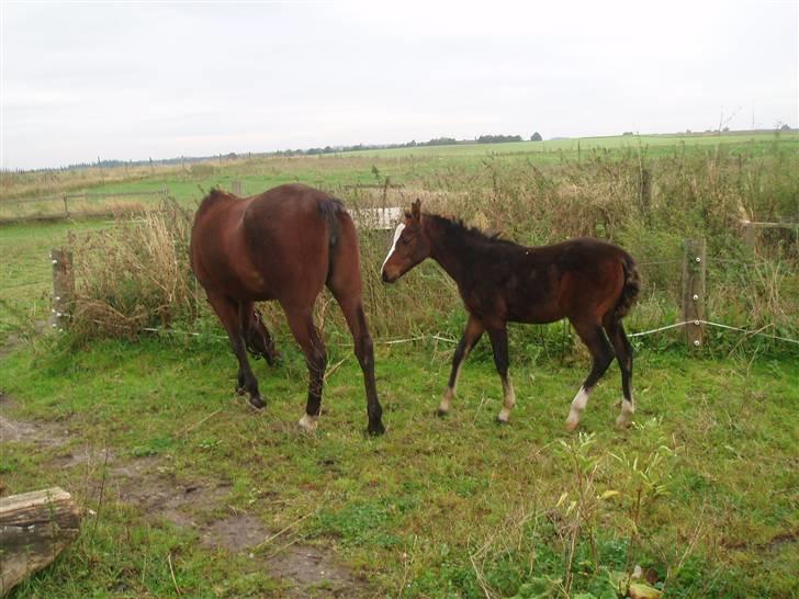 Anden særlig race Saam-a-li's surprise*DØD* billede 18