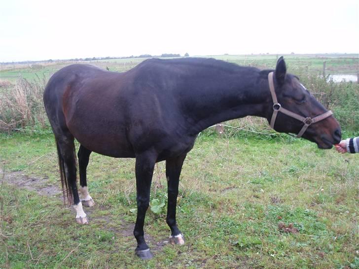 Dansk Varmblod Cassandra  billede 8