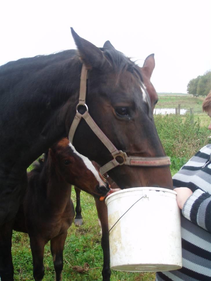 Dansk Varmblod Cassandra  billede 9