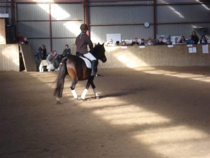 Anden særlig race Selina  - solgt - - så er de igang med mini dresurren billede 12