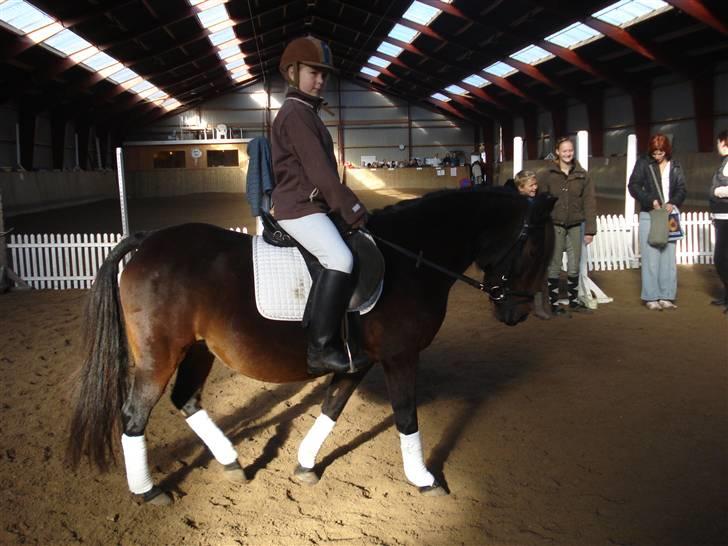 Anden særlig race Selina  - solgt - - dejligt billed med en navøs mie..... og en koncentreret selina. billede 13