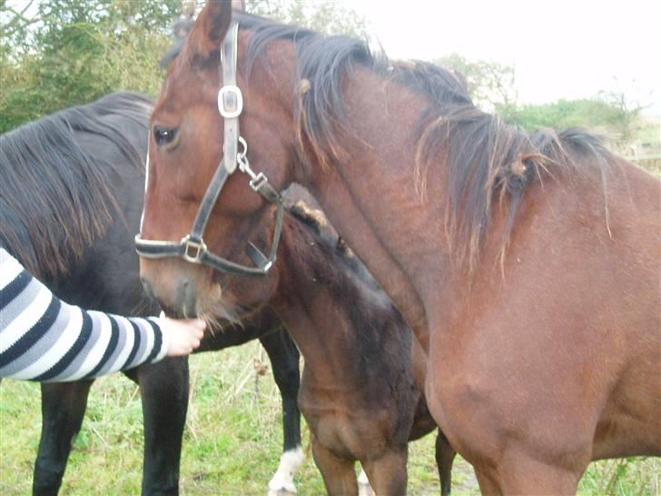 Traver tulle wenbo  billede 12