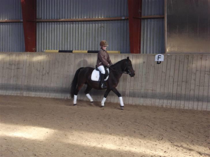 Anden særlig race Selina  - solgt - billede 14