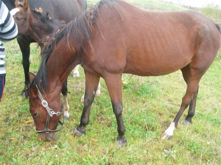 Traver tulle wenbo  billede 14