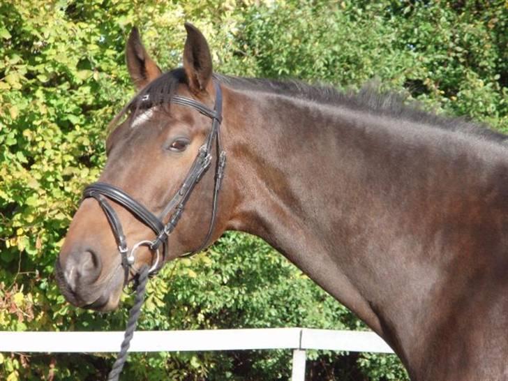 Dansk Varmblod Louis Figo *SOLGT* - De føreste billeder af figo før jeg fik ham hjem.. billede 1