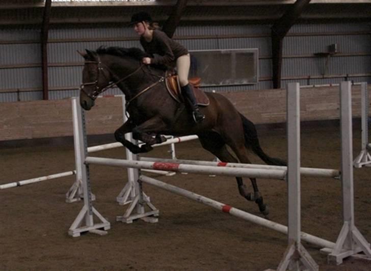 Fuldblod (XX) Capzeda xx - Springtræning 6/10 billede 8