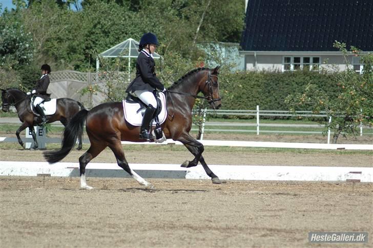 Anden særlig race Zeus SOLGT - galop DM 2008 bogø.. billede 3